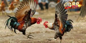 Đá Gà Tre Thuần Chủng QH88