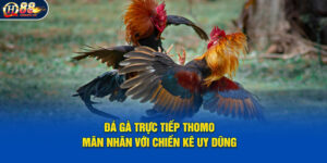 Đá Gà Trực Tiếp Thomo - Mãn Nhãn Với Chiến Kê Uy Dũng